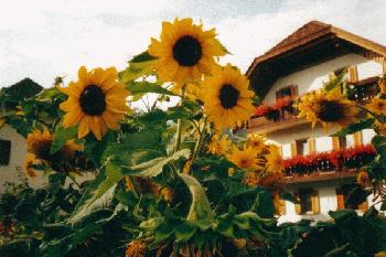 Haus Schuster
