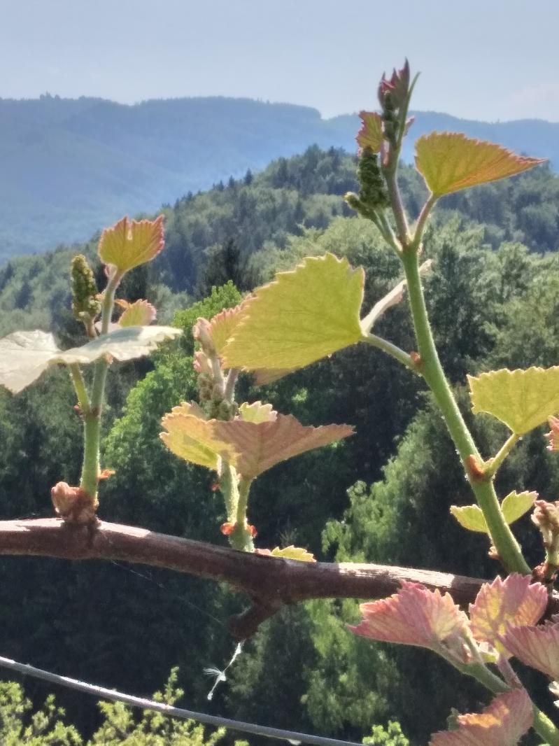 Appartement Ferienwohnung Sauna