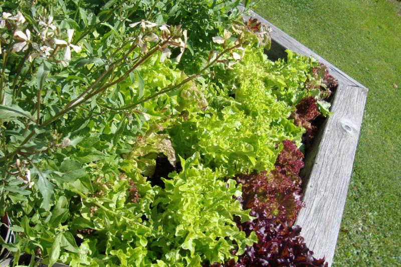 Garten6.JPG