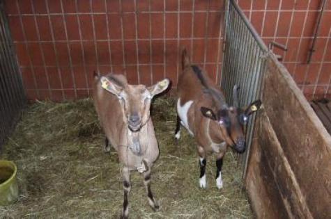 Bauernhof Reiten