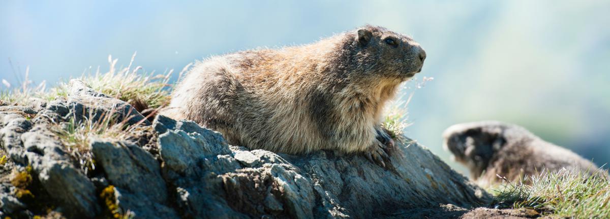 murmeltier foto15.jpg