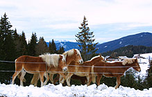 Pension Österreich