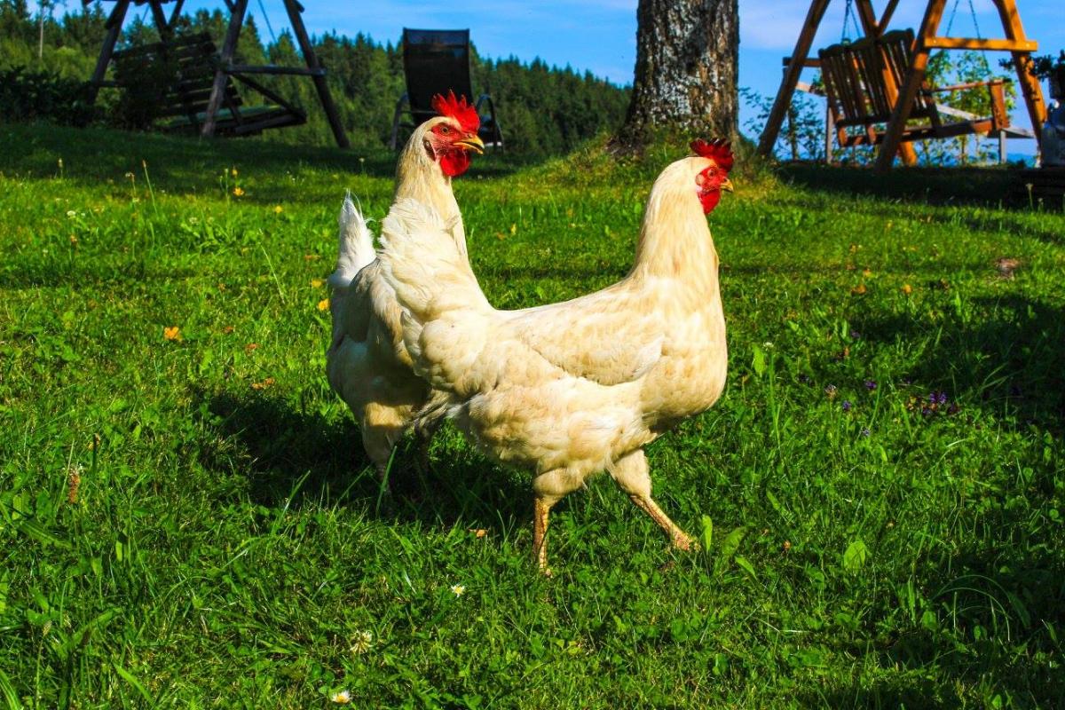 Bauernhof Österreich
