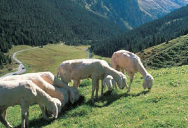 Appartamento vacanze Innsbruck-dintorni